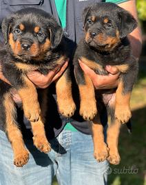 Rottweiler Cuccioli Puppy
