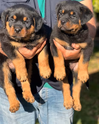 Rottweiler Cuccioli Puppy