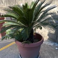 cycas