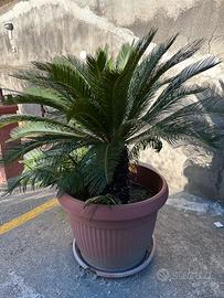 cycas