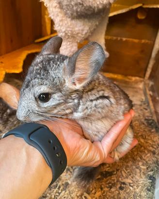 Cuccioli di Chinchilla