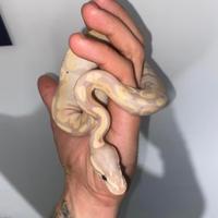 Pitone banana het pied