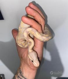 Pitone banana het pied