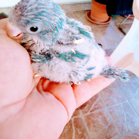 Pappagallo parrocchetto monaco blu e verdi