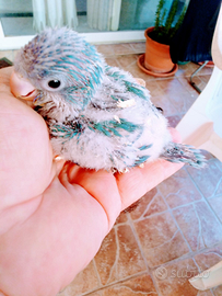 Pappagallo parrocchetto monaco blu e verdi