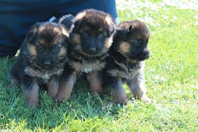 Cuccioli pastore tedesco