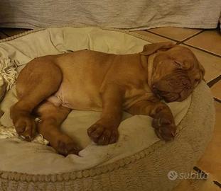 Dogue de Bordeaux