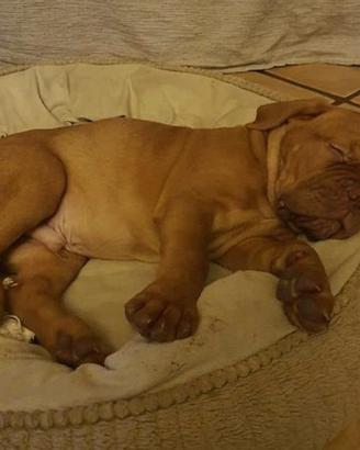Dogue de Bordeaux
