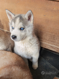 Cuccioli siberian husky