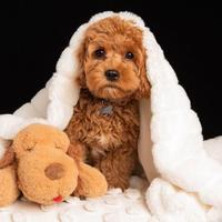 Barboncino - barboncina * poodle puppy