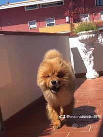 Bello come il sole Chow Chow