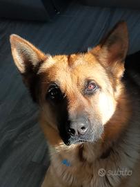 Cane da monta