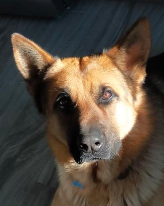 Cane da monta