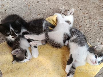 Gattini meticci