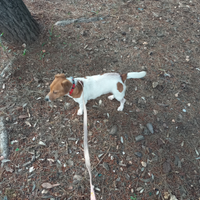 Jack russel di 15 mesi femmina