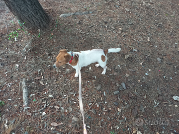 Jack russel di 15 mesi femmina