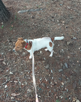 Jack russel di 15 mesi femmina