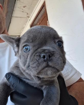 bouldogue francese