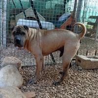 Sharpei puro in adozione