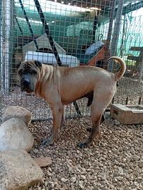 Sharpei puro in adozione