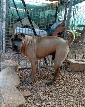 Sharpei puro in adozione