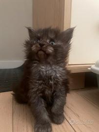 Cucciola di Maine Coon