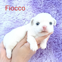 Maschietto chihuahua