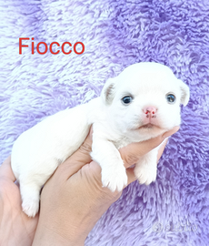 Maschietto chihuahua