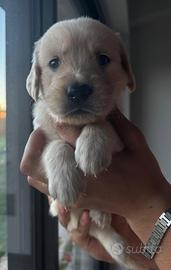 Cuccioli Golden Retriever linea anglo-americana