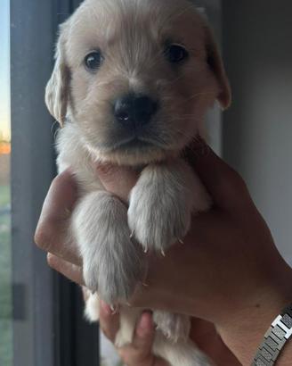 Cuccioli Golden Retriever linea anglo-americana