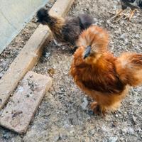 Galline ornamentali