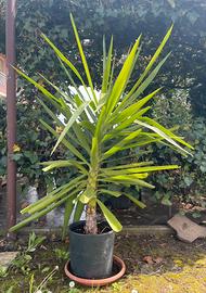 Yukka tronchetto della felicità