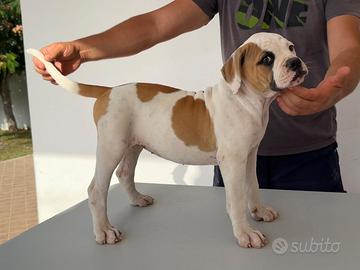 American bulldog