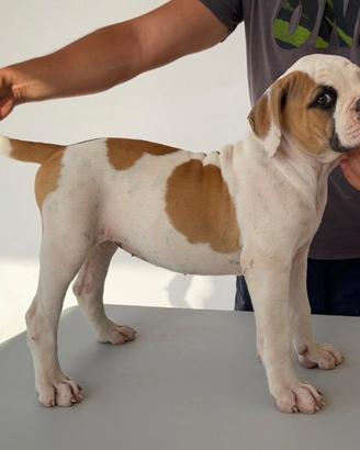 American bulldog