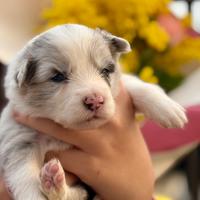Cuccioli di Border Collie