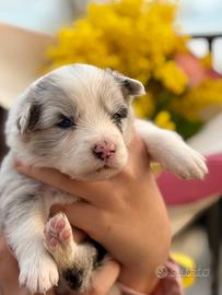 Cuccioli di Border Collie
