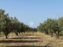 ter-agricolo-a-belcastro