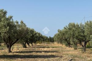 TER. AGRICOLO A BELCASTRO