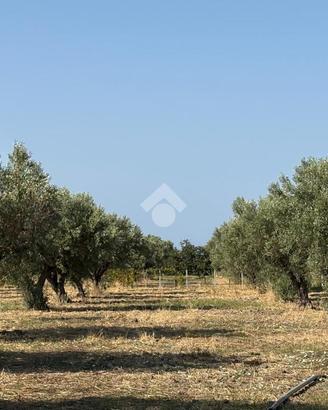 TER. AGRICOLO A BELCASTRO