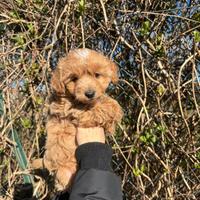 Maltipoo