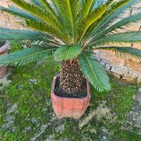 la  pianta Cycas.