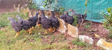 Pollastre ovaiole barred rock
