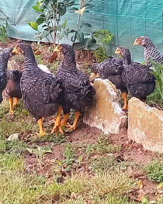 Pollastre ovaiole barred rock