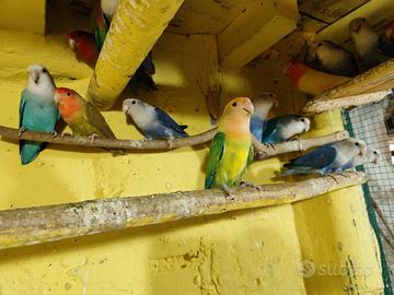 Pappagalli Inseparabili