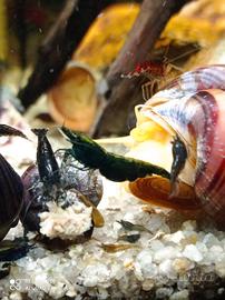 Caridine gamberetti per acquario tropicale