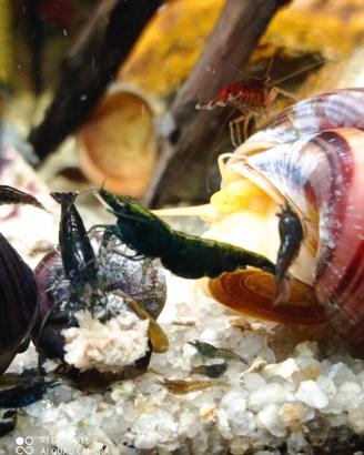 Caridine gamberetti per acquario tropicale