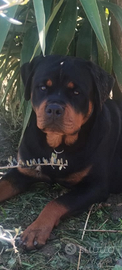 Rottweiler