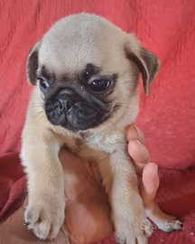 Cucciolo di carlino maschio