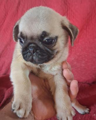 Cucciolo di carlino maschio