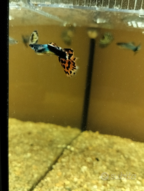 Pesci Guppy